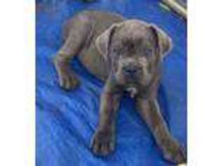 Cane Corso Puppy for sale in Winnabow, NC, USA