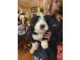 Mutt Puppy for sale in Staley, NC, USA