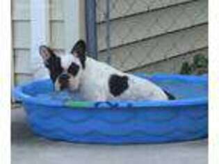French Bulldog Puppy for sale in Dayton, TN, USA