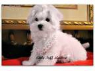 Maltese Puppy for sale in Milton, WV, USA