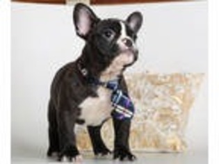 French Bulldog Puppy for sale in Bakersfield, MO, USA