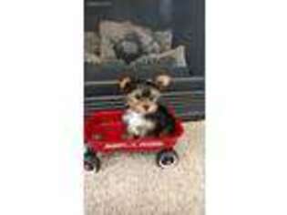 Yorkshire Terrier Puppy for sale in Peru, IN, USA