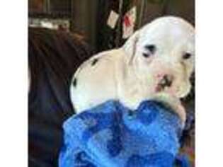 Olde English Bulldogge Puppy for sale in Jeannette, PA, USA