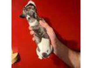 Whippet Puppy for sale in Burtonsville, MD, USA