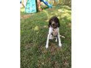 German Shorthaired Pointer Puppy for sale in Cypress, TX, USA