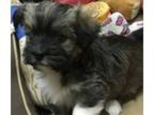 Havanese Puppy for sale in Oak Hill, OH, USA