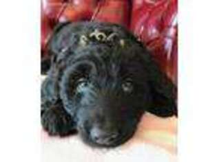 Labradoodle Puppy for sale in Fort Collins, CO, USA