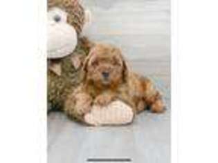 Cavapoo Puppy for sale in Kissimmee, FL, USA