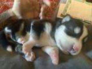 Alaskan Husky Puppy for sale in Orlando, FL, USA