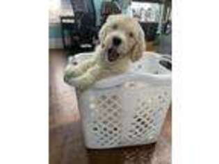 Goldendoodle Puppy for sale in Woonsocket, RI, USA