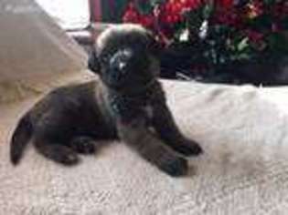 Mastiff Puppy for sale in Jenkins, KY, USA