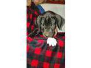 Great Dane Puppy for sale in Mexico, NY, USA