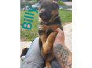 German Shepherd Dog Puppy for sale in Burnsville, MN, USA