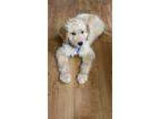 Goldendoodle Puppy for sale in Fort Benning, GA, USA