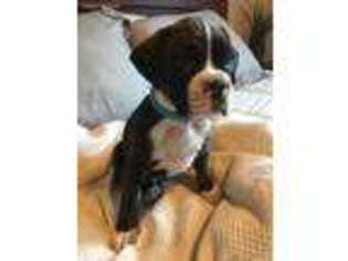 Boxer Puppy for sale in Chehalis, WA, USA