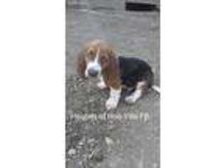 Basset Hound Puppy for sale in South Otselic, NY, USA