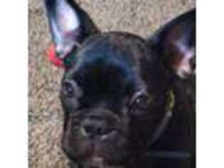 French Bulldog Puppy for sale in Cohoes, NY, USA