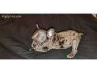 French Bulldog Puppy for sale in Lignum, VA, USA