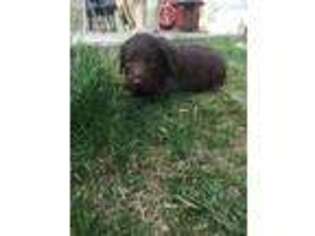 Labradoodle Puppy for sale in Price, UT, USA