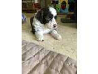 Portuguese Water Dog Puppy for sale in Grants Pass, OR, USA