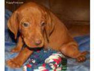 Vizsla Puppy for sale in Ganado, TX, USA