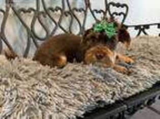 Yorkshire Terrier Puppy for sale in Collins, MO, USA