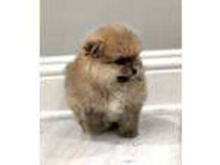 Pomeranian Puppy for sale in Salt Lake City, UT, USA