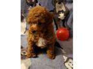 Mutt Puppy for sale in Lexington, OK, USA