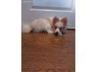 Pomeranian Puppy for sale in Lawrence, KS, USA