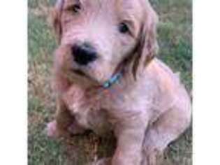 Goldendoodle Puppy for sale in Lubbock, TX, USA