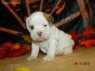 Olde English Bulldogge Puppy for sale in West Plains, MO, USA