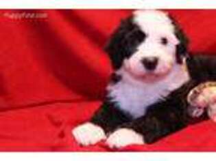 Old English Sheepdog Puppy for sale in Aztec, NM, USA