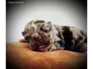 French Bulldog Puppy for sale in Center Ridge, AR, USA