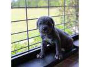 Neapolitan Mastiff Puppy for sale in Columbus, GA, USA