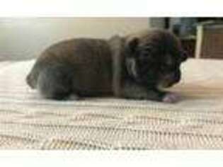 French Bulldog Puppy for sale in Mascotte, FL, USA