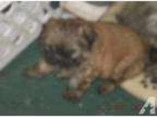 Mutt Puppy for sale in FREEPORT, MI, USA