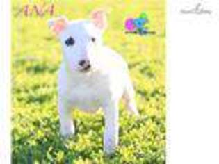 Bull Terrier Puppy for sale in Chico, CA, USA