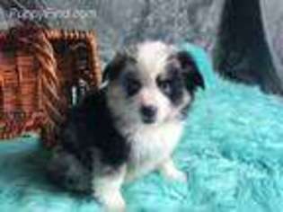 Miniature Australian Shepherd Puppy for sale in East Sparta, OH, USA