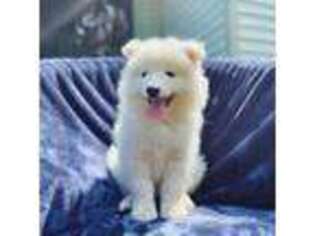 Samoyed Puppy for sale in Salem, VA, USA