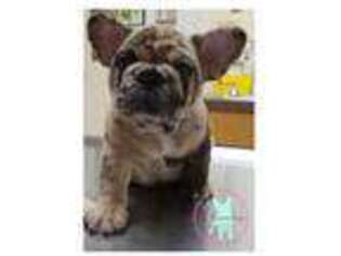 French Bulldog Puppy for sale in Enid, OK, USA