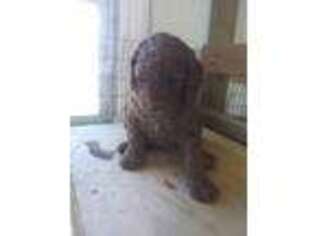 Mutt Puppy for sale in Grundy, VA, USA
