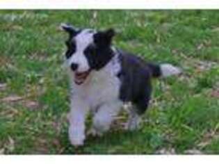 Border Collie Puppy for sale in Frankfort, KY, USA
