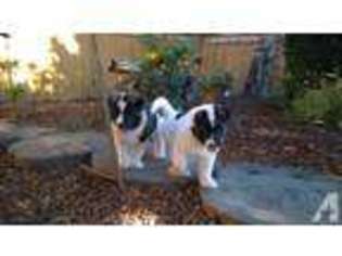 Akita Puppy for sale in SEQUIM, WA, USA