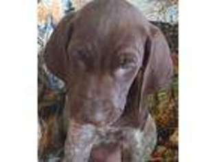 German Shorthaired Pointer Puppy for sale in Bassett, NE, USA