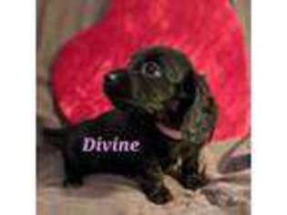 Dachshund Puppy for sale in Wytheville, VA, USA