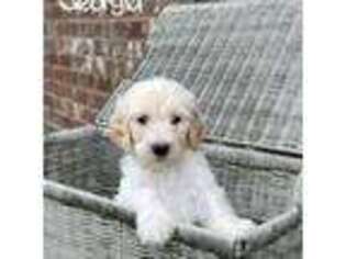 Goldendoodle Puppy for sale in Richland, MS, USA