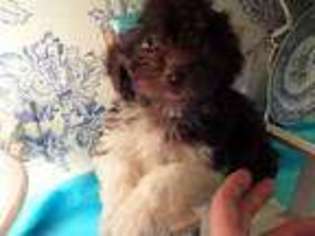 Havanese Puppy for sale in Pipe Creek, TX, USA
