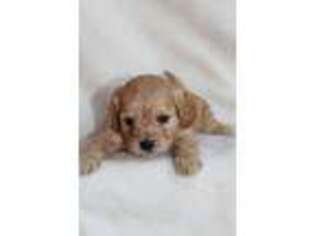 Cavapoo Puppy for sale in Sacramento, CA, USA