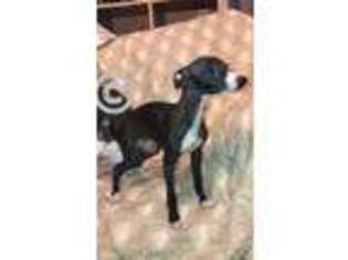 Italian Greyhound Puppy for sale in Plains, GA, USA