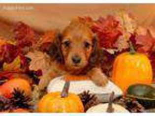 Dachshund Puppy for sale in Saint Louis, MO, USA